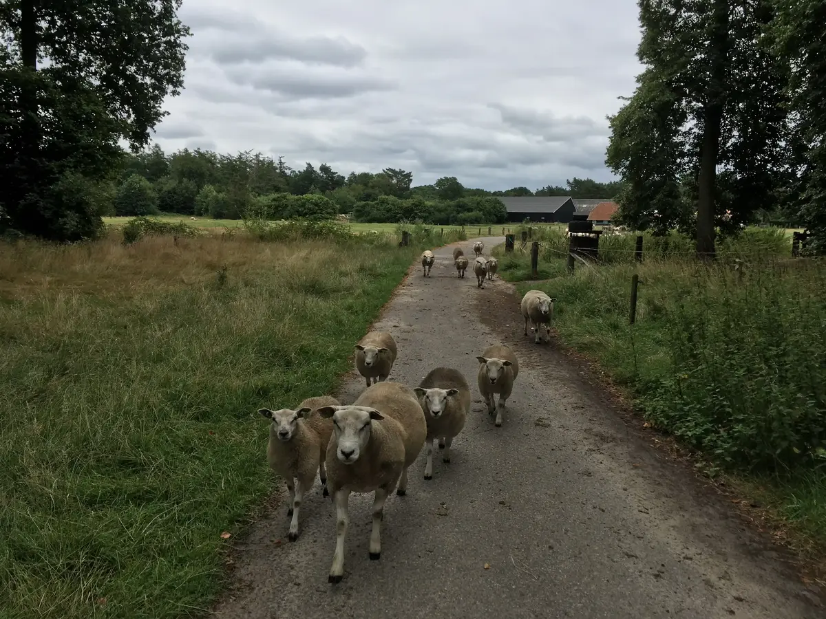 decoratieve foto van natuur uit Twente