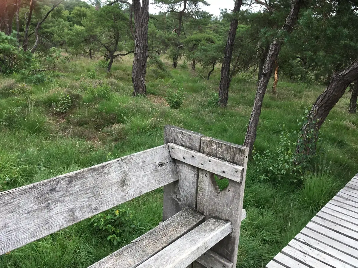 decoratieve foto van natuur uit Twente