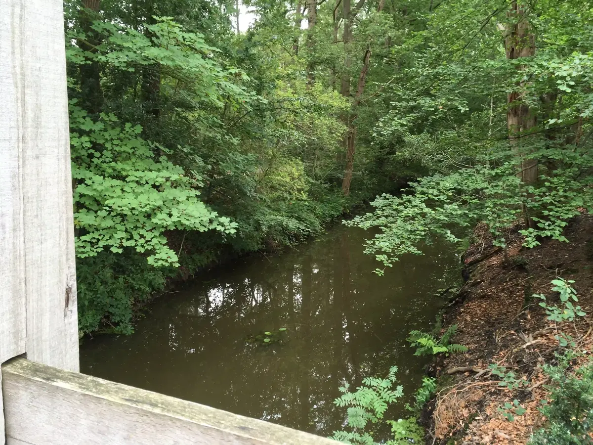 decoratieve foto van natuur uit Twente