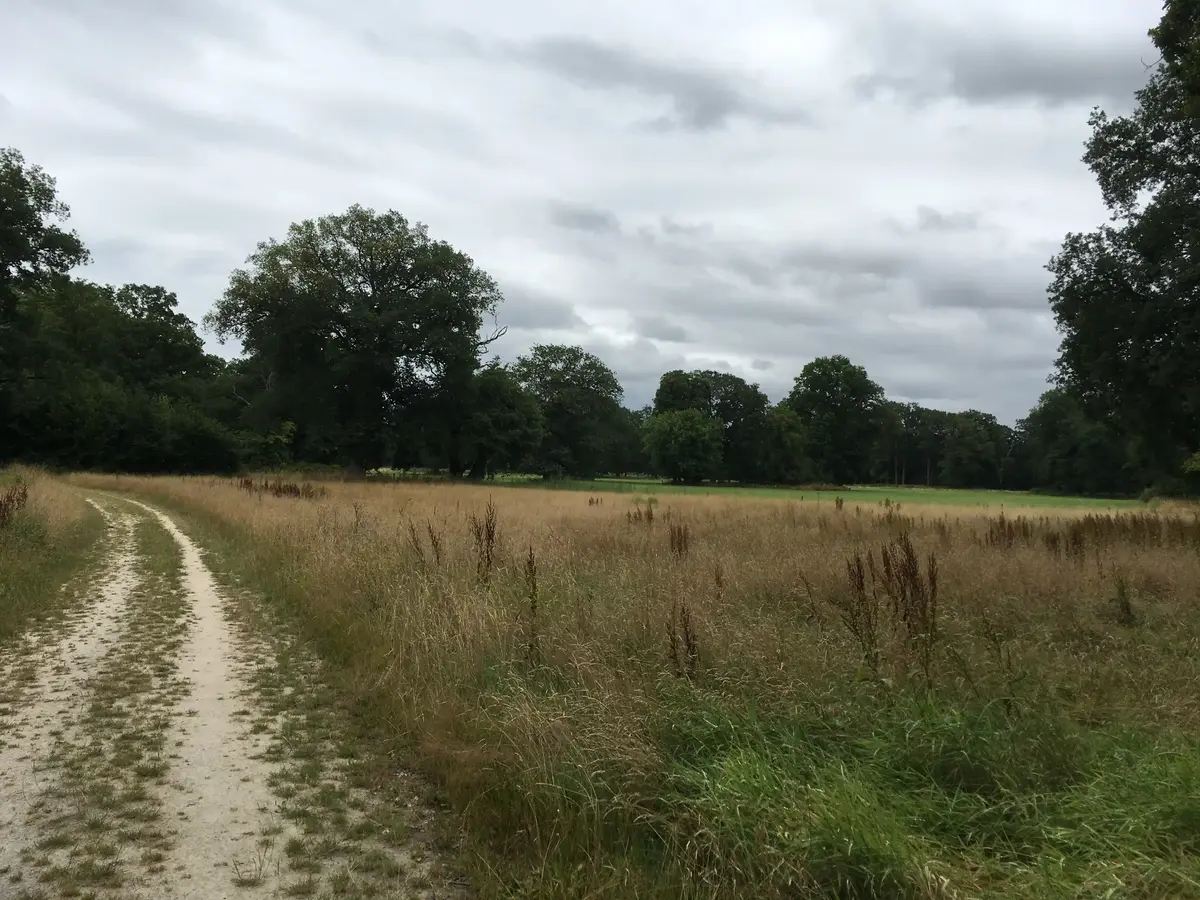 decoratieve foto van natuur uit Twente