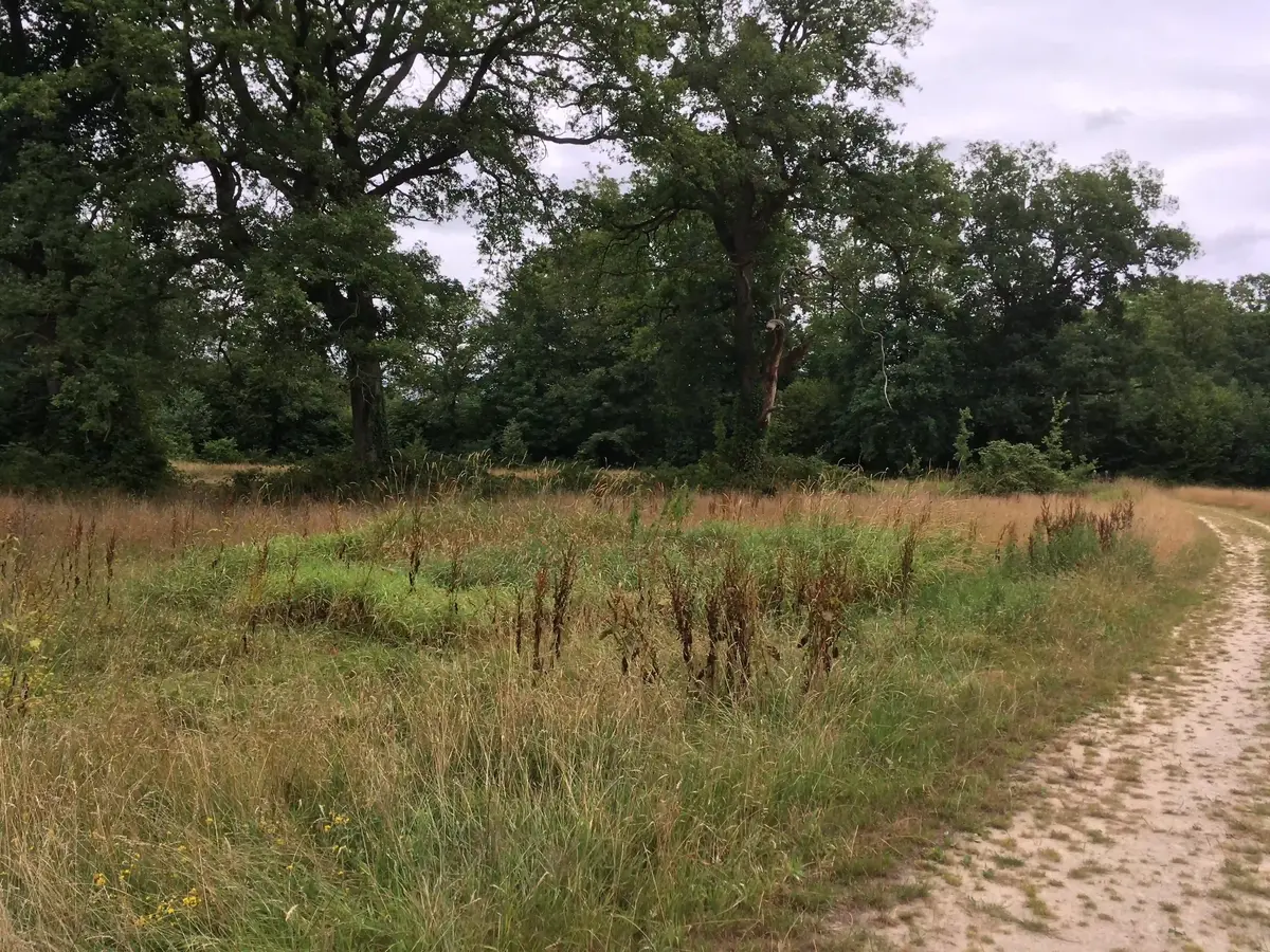 decoratieve foto van natuur uit Twente