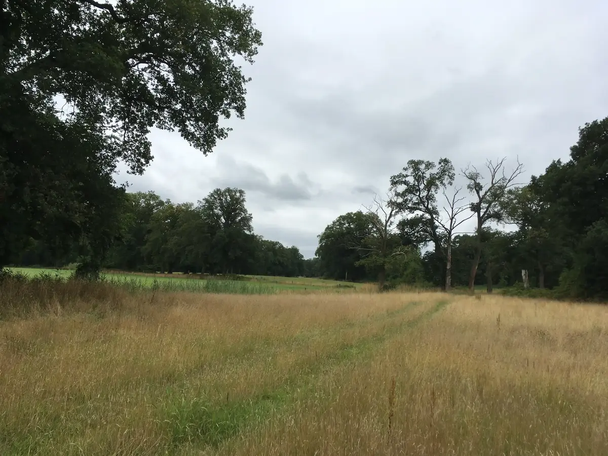 decoratieve foto van natuur uit Twente