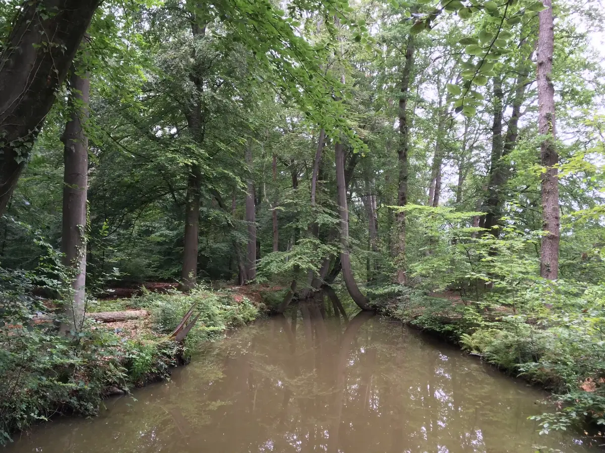 decoratieve foto van natuur uit Twente